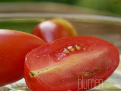 Lycopersicon Caprese - Mini-San-Marz. (Eiertomate)