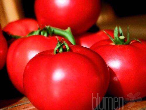 Lycopersion Fantasio, Fleischtomate