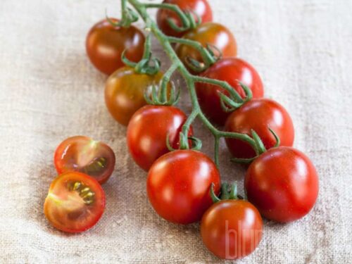 Lycopersicon Solena Choco, schoko. Nektartomate