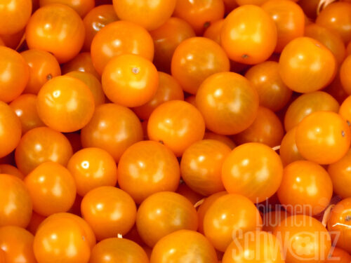 Lycopersicon Solena Orange - Nektartomate