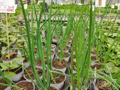 Allium f. Winterheckenzwiebel
