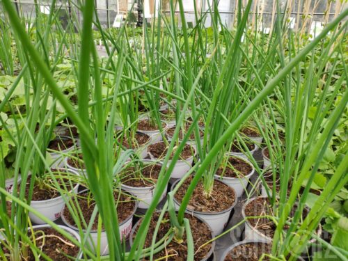 Allium vivi. Luftzwiebel