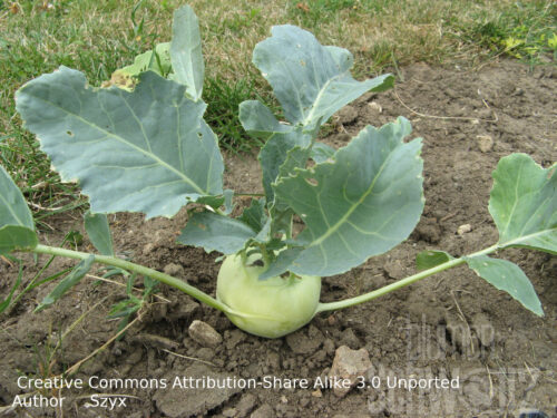 Brassica Lanro - Weißer Kohlrabi