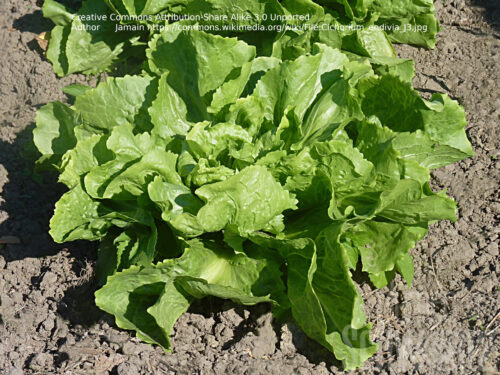 Endiviensalat