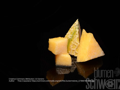 Cucumis melo Anasta- Zuckermelone - veredelt