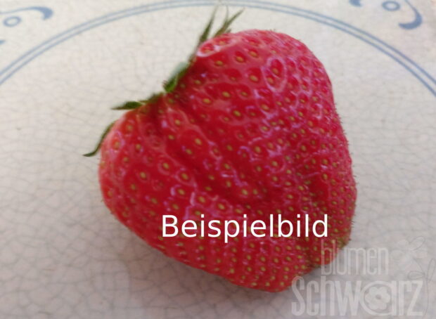 Fragaria, Klettertoni