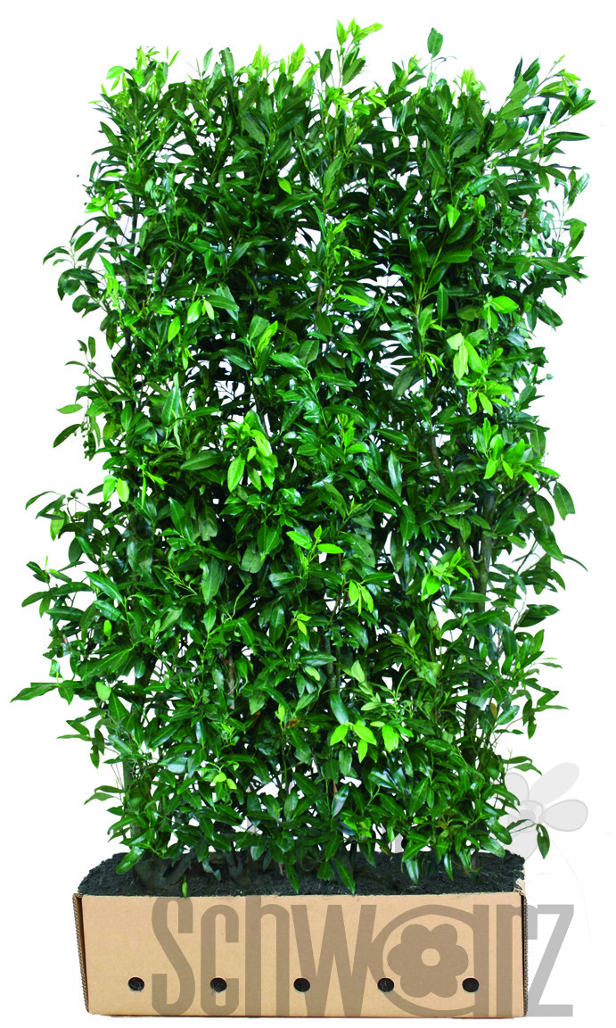 Prunus laurocerasus Herbergii 150cm Fertighecke - Blumen Schwarz