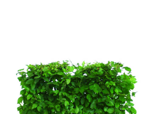 Carpinus betulus 80cm Fertighecke