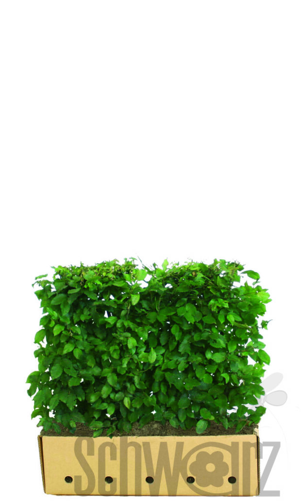 Carpinus betulus 80cm Fertighecke