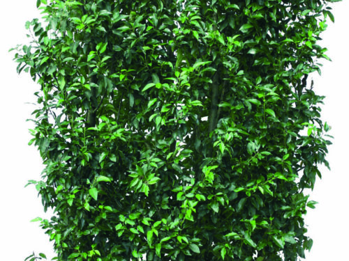 Prunus lusitanica Angustifolia 150cm Fertighecke