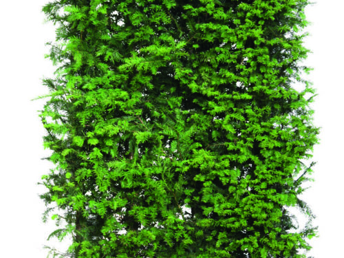 Taxus baccata 200cm Fertighecke