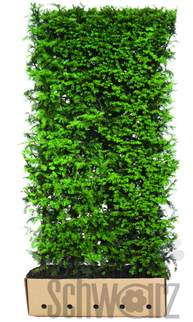 Taxus baccata 200cm Fertighecke