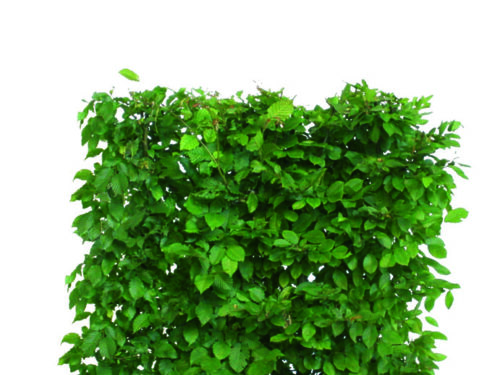 Carpinus betulus 120cm Fertighecke