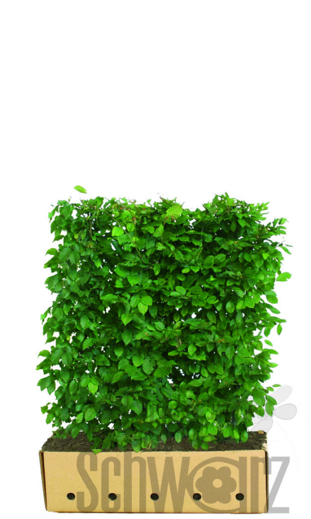 Carpinus betulus 120cm Fertighecke