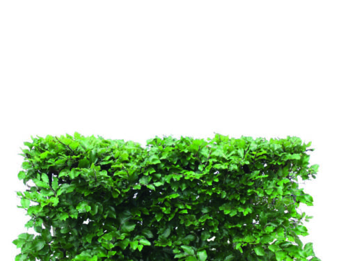Fagus sylvatica 80cm Fertighecke
