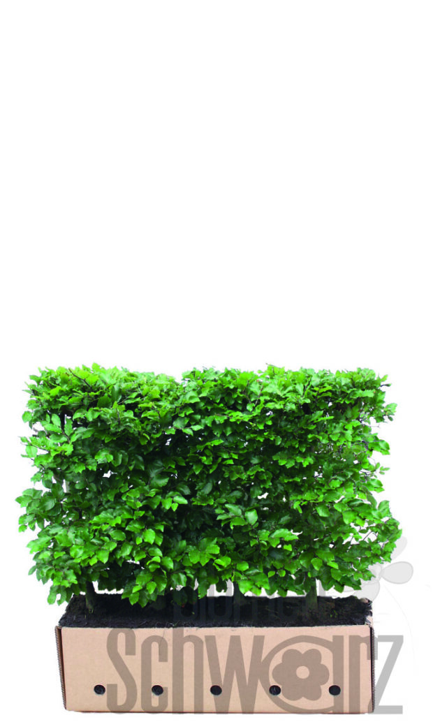 Fagus sylvatica 80cm Fertighecke