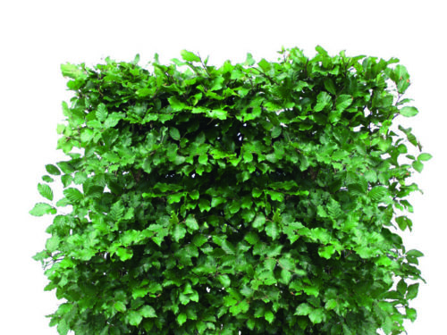 Fagus sylvatica 120cm Fertighecke