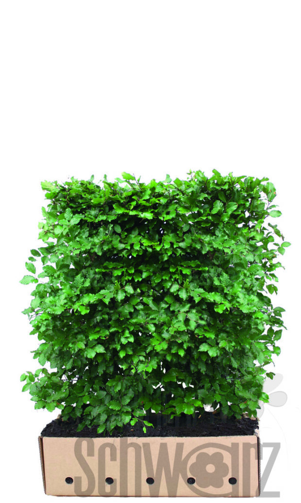 Fagus sylvatica 120cm Fertighecke