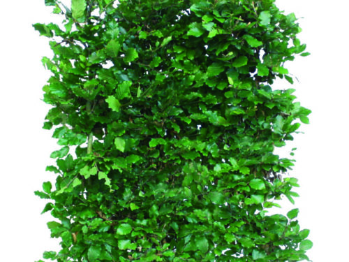 Fagus sylvatica 150cm Fertighecke