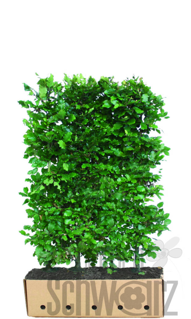 Fagus sylvatica 150cm Fertighecke