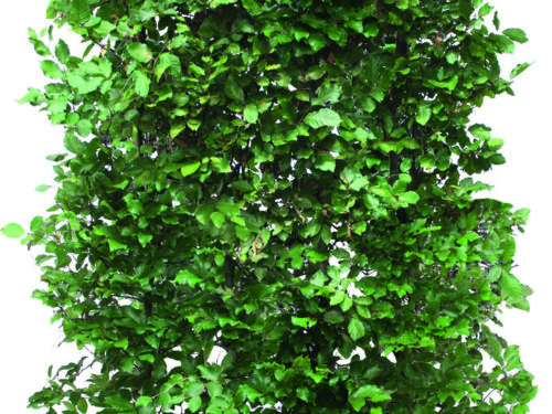 Fagus sylvatica 200cm Fertighecke