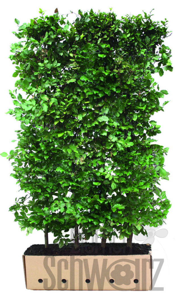 Fagus sylvatica 200cm Fertighecke