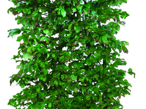 Parrotia persica Vanessa 200cm Fertighecke