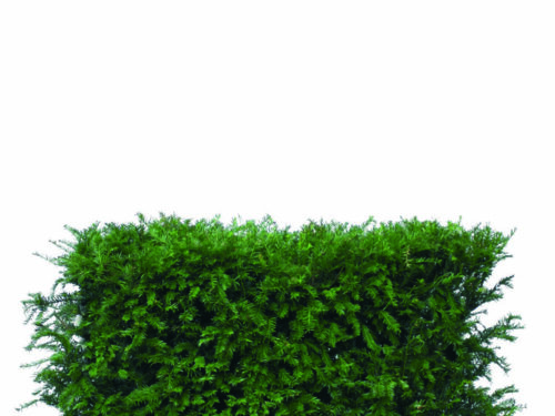 Taxus baccata 80cm Fertighecke