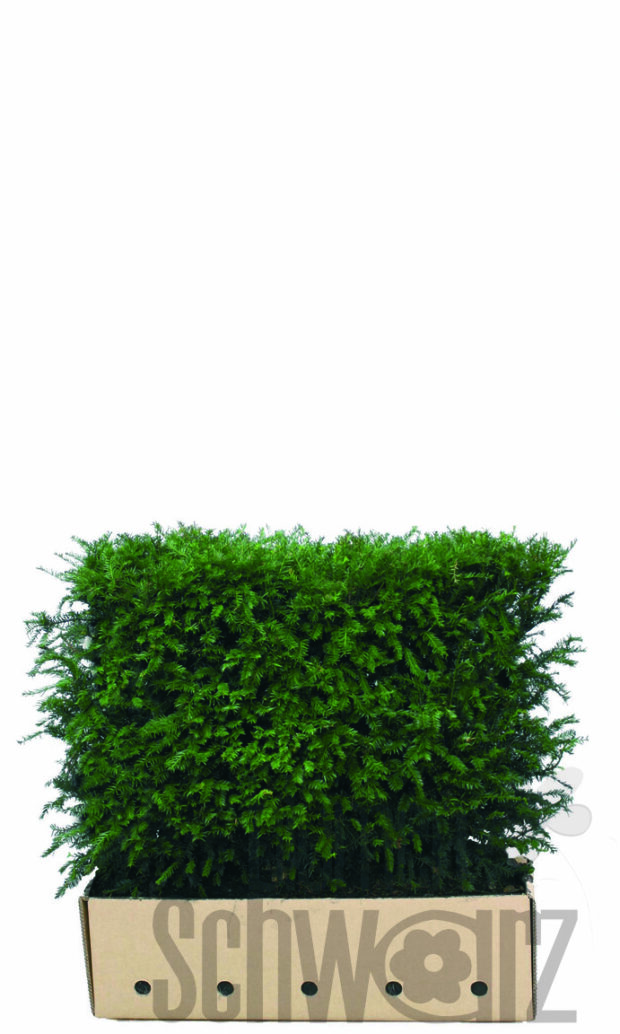Taxus baccata 80cm Fertighecke