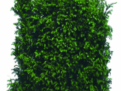 Taxus baccata 150cm Fertighecke