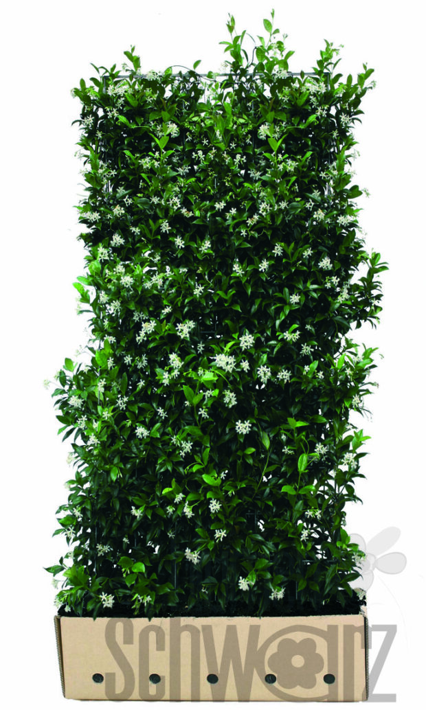 Trachelospermum jasminoides 180cm Fertighecke