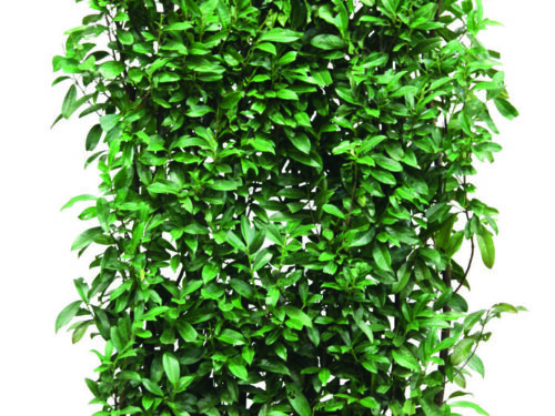 Prunus laurocerasus Genolia 180-200cm Fertighecke