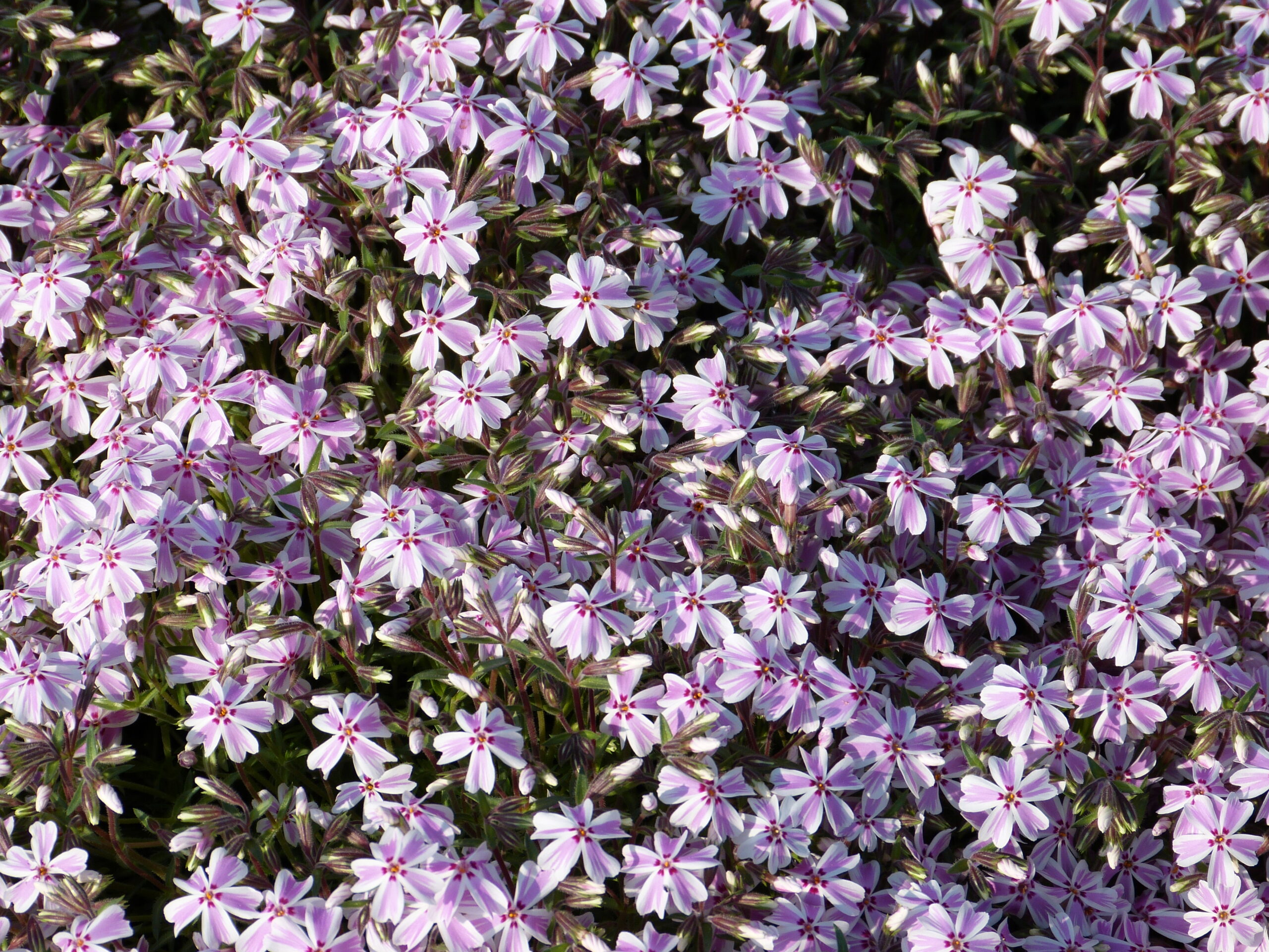 Phlox