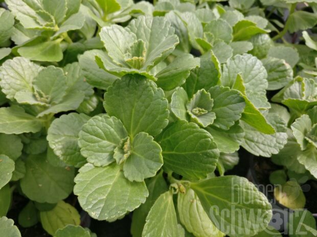 Coleus canina, Katzenschreck/Verpissdichpflanze