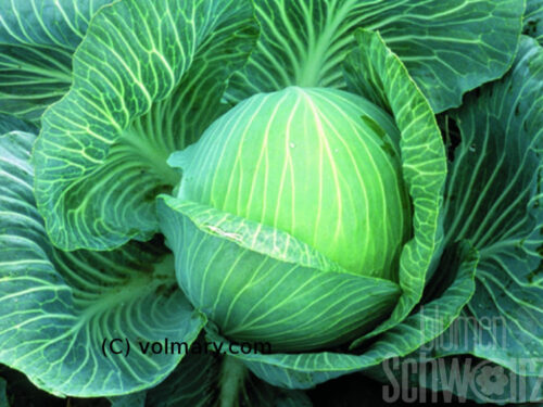 Brassica Kilastor F1 - Weißkohl