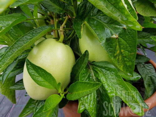 Solanum Copa, Pepino, Birnenmelone