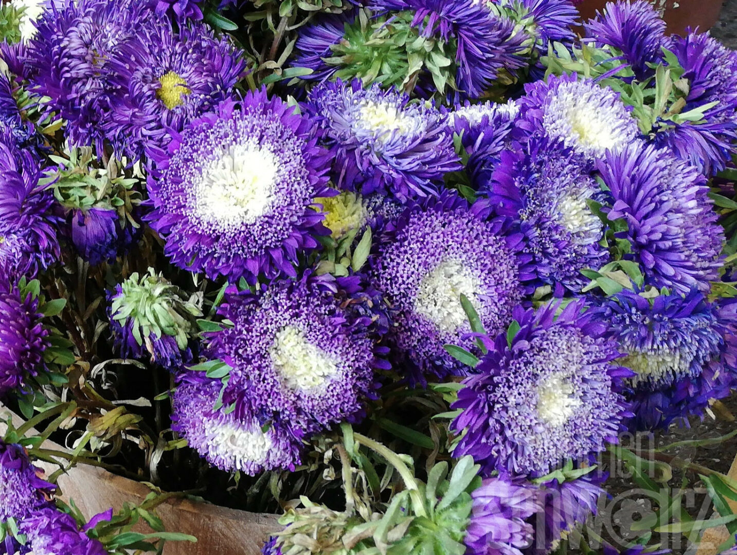 callistephus-chinensis-gro-bl-tige-aster-blumen-schwarz