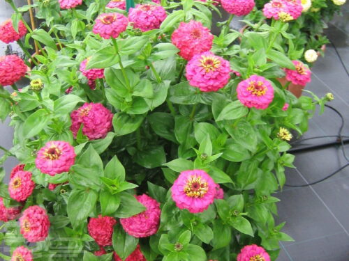 Zinnia Oklahoma, Jungpflanze