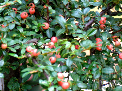 Cotoneaster micro. Streibs Findling