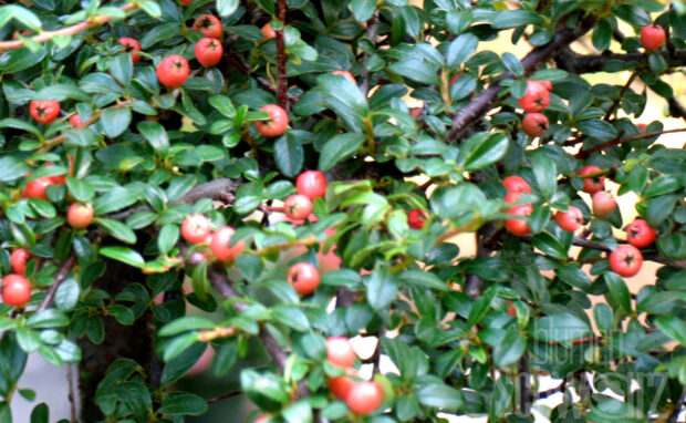 Cotoneaster micro. Streibs Findling