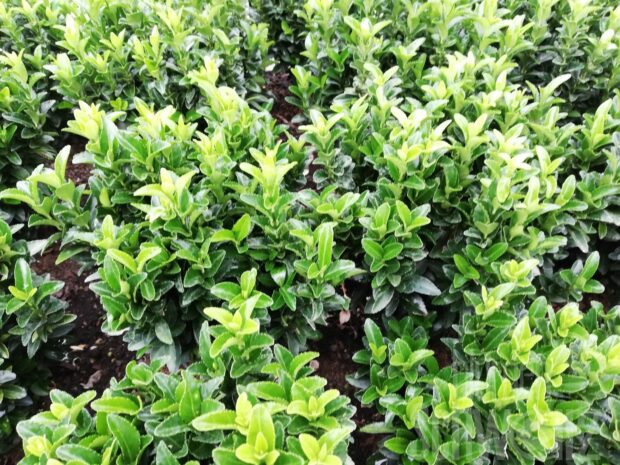 Euonymus japonicus Microphylla Green