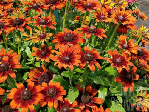 Rudbeckia Summerina Sunreef, einj.
