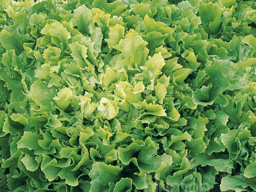 Cichorium Alma - Winterendivien