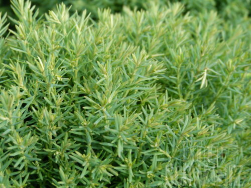 Thuja occ. Rheingold T17 - Goldene Kugelthuja