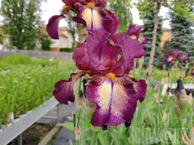 Iris b.e. Bazaar - Gelb-violette Schwertlilie