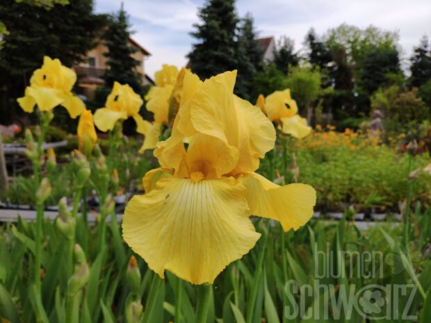 Iris b.e. Helen Boehm - Gelbe Schwertlilie