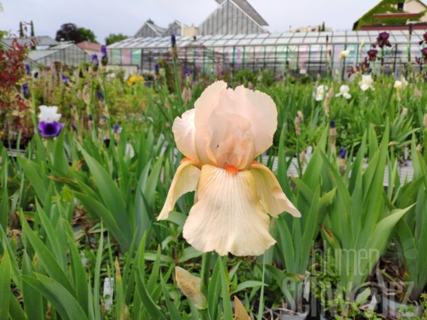 Iris b.e. Jersey Maid - apricot Schwertlilie