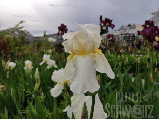 Iris b.e. Lugano - Hohe weiße Schwertlilie