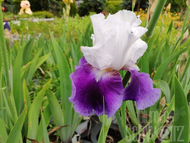 Iris b.e. Snow Mound - Weiß-violette Schwertlilie