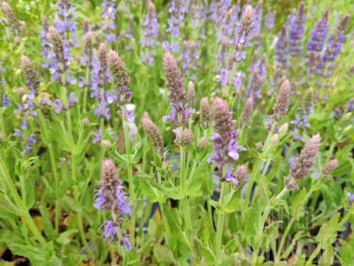 Salvia nem. Bumbleberry, Dunkelrosa Ziersalbei